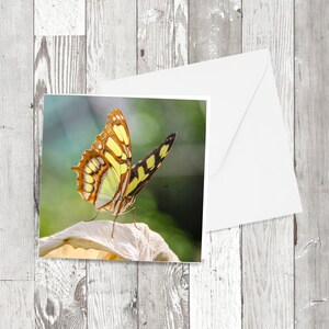 Carte de vœux - 'Sun Worshipping', Papillon photographique carré