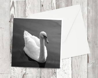 Greetings card - 'Stourhead Swan' - Square Photographic image