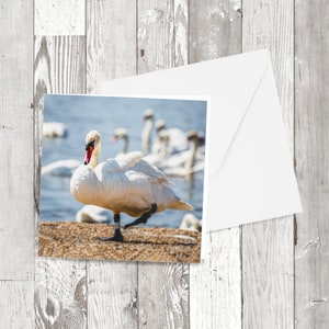 グリーティング カード - 「休息中の白鳥」、正方形の写真画像