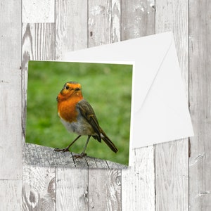 グリーティング カード - 「Hungry Robin」、正方形の写真画像