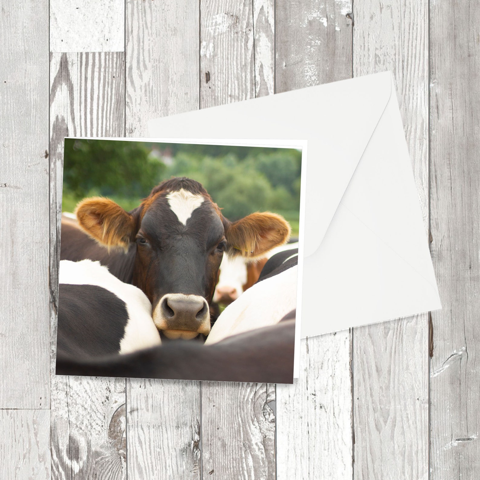 Greetings Card 'cow' Square Animal Photographic Etsy