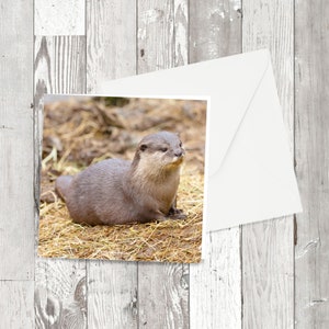 グリーティング カード - 「アジアコツメカワウソ」 - 動物の写真画像