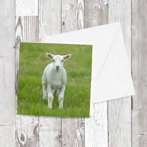 グリーティング カード - 「ラム」、正方形の写真画像