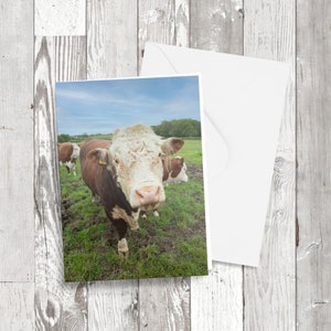 Cartão de felicitações - 'Rocco the Bull, imagem fotográfica em cartão reciclado