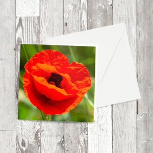 Grußkarte - 'Mohnkopf'- Quadratisches Blumen Fotografisches Bild
