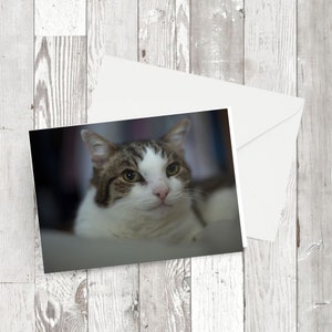 グリーティングカード - 「ビルコ」 - 長方形の猫の写真画像