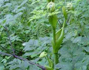 Angelica, Angelica archangelica. Organic Herb Seed. 50 seeds.