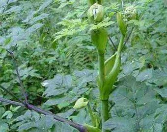 Angelica. Organic Herb Seed. 50 seeds.