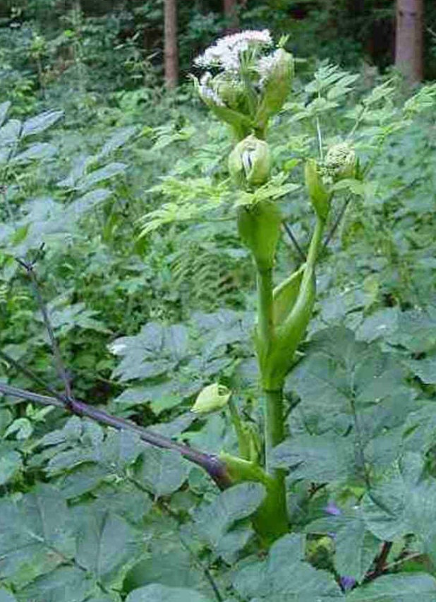 Angelica, Angelica archangelica. Organic Herb Seed. 50 seeds.