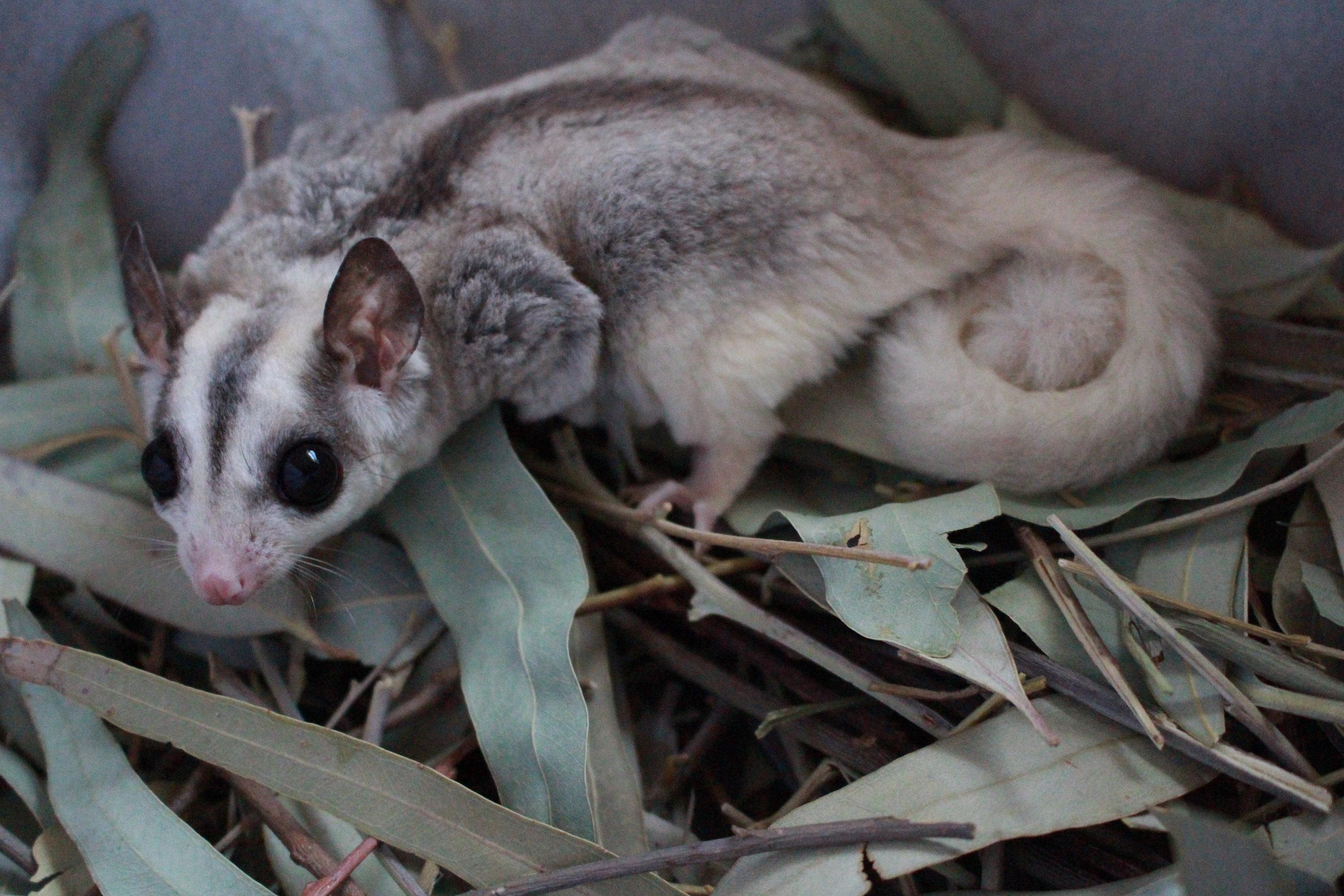 Sugar Glider Chew Treats Eucalyptus Branches 68 Branches in Etsy