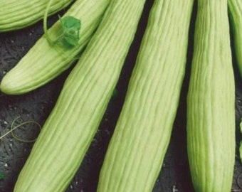 Armenian Cucumber, 25 Seeds, Heirloom, Non-GMO.