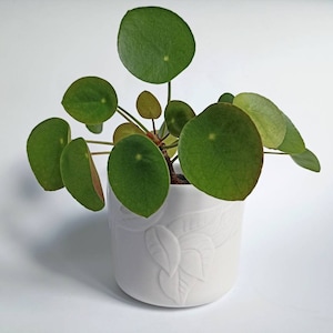 Peut inclure: Une plante verte et blanche en pot avec des feuilles rondes. La plante est dans un pot en céramique blanche avec un motif de feuilles décoratif.
