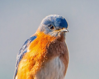 Bird Photography_Sweet Eastern Bluebird, a beautiful color Bird Photographic Print
