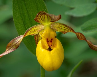 Floral Photography_Solitary Yellow Lady Slipper blossom  Wildflower Color Photographic Print