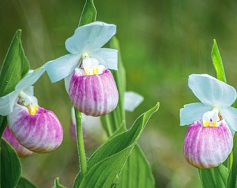 Floral Photography_SHOWY LADY SLIPPER GROUP a Wildflowers Color Photographic Print