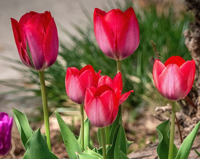 Featured listing image: Floral Photography_Beautiful Spring Tulips Color Photographic Print