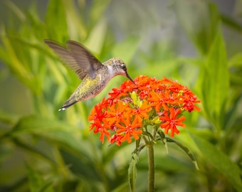 Bird Photography_Ruby Throat Hummingbird on Orange blooms  Color Photographic Print