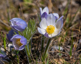 Floral Photography_First Spring Prairie Crocuses, a wildflowers Color Photographic Print of the Pasque Flower