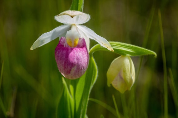 Floral Photography_showy LADY SLIPPERS Wildflowers Color