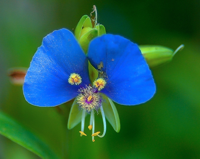 Featured listing image: Floral Photography_Pretty in Blue Dayflower, a Color Photographic Print