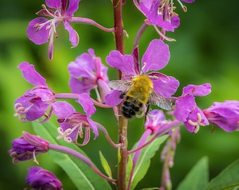 Floral Photography_PURPLE FIREWEED with Bee, a Color Photographic Print