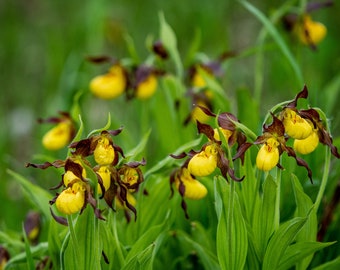 Floral Photography_Yellow Lady Slippers Wildflowers Color Photographic Print 1047