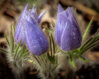 Floral Photography_PURPLE PRAIRIE CROCUSES, a Color Photographic Print