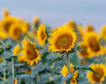 Floral Photography_SUNFLOWERS IN THE PRAIRIE Color Photographic Print