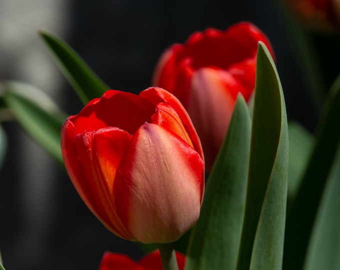 Featured listing image: Floral Photography_Vibrant Red Tulips Floral Color Photographic Print