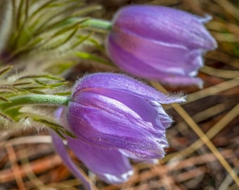 Floral Photography_PURPLE PASQUE FLOWERS, a Color Photographic Print of Prairie Crocuses State Flower of South Dakota