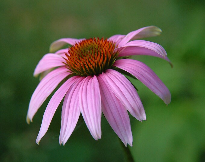 Featured listing image: Floral Photography_Pretty Purple Coneflower - North American wildflowers - Color Floral Photographic Print in various sizes