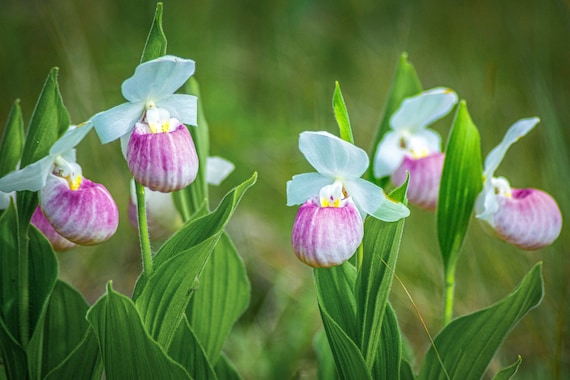 Floral Photography_showy LADY SLIPPER GROUP a Wildflowers Color
