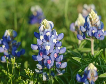 Floral Photography_Bluebonnets from Texas Hill Country, a beloved wildflower Color Photographic Print