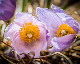 Floral Photography_PURPLE PRAIRIE CROCUSES, a Color Photographic Print of Pasque Flowers State Flower of South Dakota