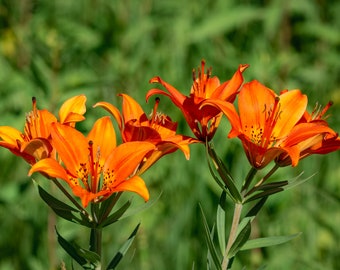 Floral Photography_WILD TANGERINE LILLIES, a Color Photographic Print
