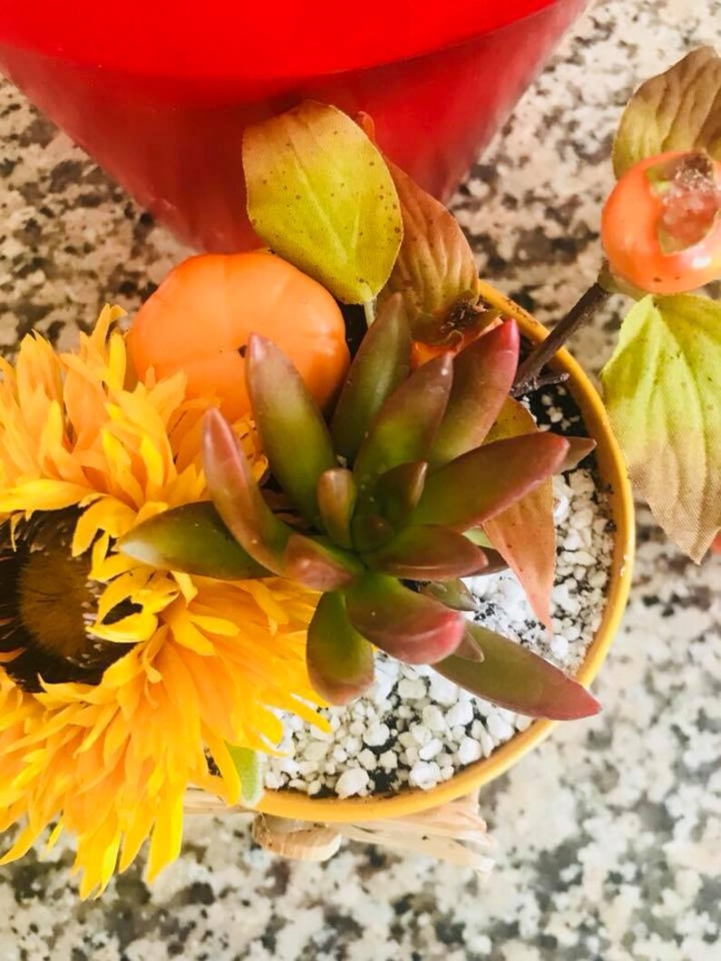 succulent fall arrangements image 6