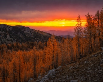 Golden Larch Sunrise Photo | Pacific Northwest Wall Art