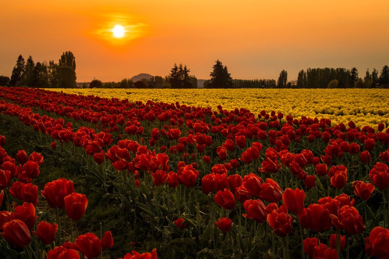 Pacific Northwest Photography Print Metal Skagit Valley Tulip Festival Lustre Canvas
