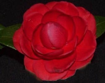 Camellia japonica 'Black Tie' (3 Inch Starter Pot)