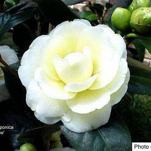 May include: A close-up of a white camellia flower with a yellow center. The flower is in bloom and has multiple layers of petals. The plant is surrounded by green leaves.