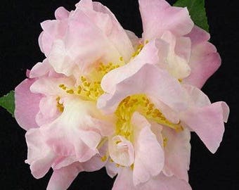Camellia hybrid 'High Fragrance' 3 inch Starter Plants