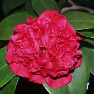 Camellia japonica 'Professor Charles S. Sargent' (3 Inch Starter Plant)