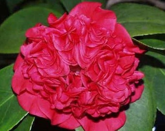 Camellia japonica 'Professor Charles S. Sargent' (3 Inch Starter Plant)