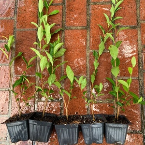May include: Five young green saplings with slender brown stems and pointed leaves, each planted in a square black plastic nursery pot filled with dark soil. The plants are arranged in a row, displaying varying heights and foliage density.