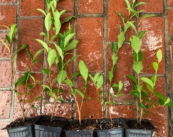 May include: Five young green saplings with slender brown stems and pointed leaves, each planted in a square black plastic nursery pot filled with dark soil. The plants are arranged in a row, displaying varying heights and foliage density.