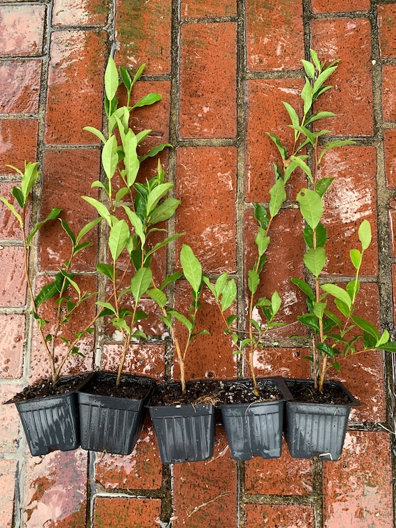 Camellia sinensis (live tea plant propagated from plants at former Lipton Tea plantation)  Starter Plant.