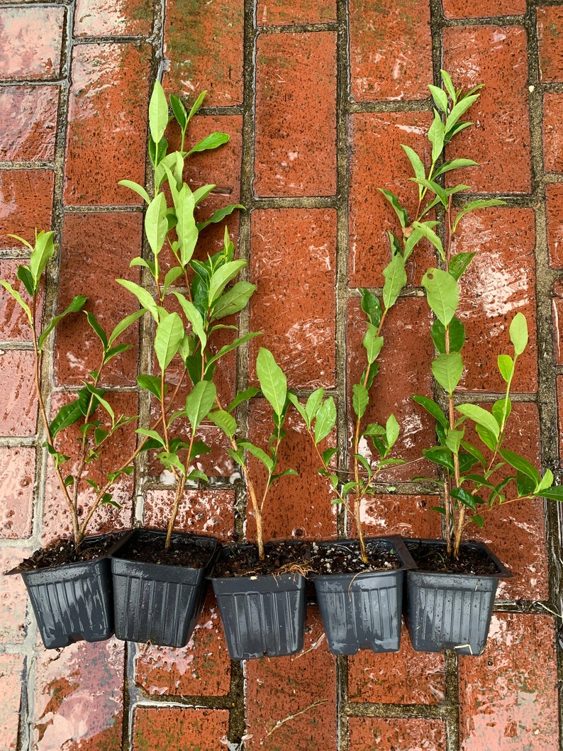 May include: Five young green saplings with slender brown stems and pointed leaves, each planted in a square black plastic nursery pot filled with dark soil. The plants are arranged in a row, displaying varying heights and foliage density.