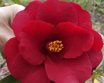 Camellia japonica 'Royal Velvet'  Starter Plants In 3 Inch Pots