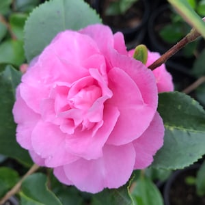 May include: A single pink camellia flower in full bloom with green leaves.