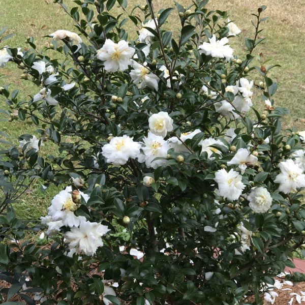 Camellia sasanqua 'Mine No Yuki' aka 'Snow On The Mountain' aka 'White Doves'  (3 Inch Start Plant)